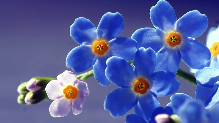 голубые цветы 18 (700x393, 218Kb)