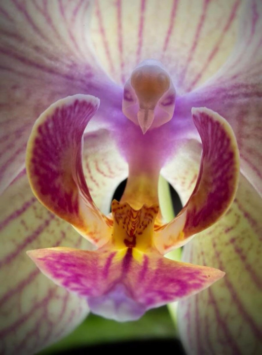 Орхидея «Мотылек» — Phalaenopsis (517x700, 309Kb)