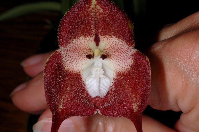 Орхидея Dracula 2 (700x465, 388Kb)