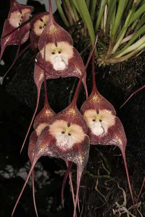 Орхидея Dracula simian1 (466x699, 352Kb)