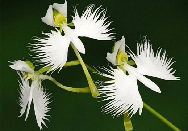 Орхидея белой цапли1 (609x426, 208Kb)