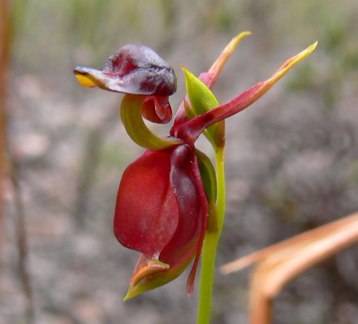 Орхидея Калания – летящая уточка (700x633, 283Kb)