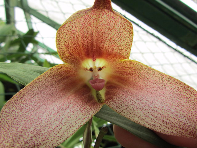 Орхидея обезьяна (Orchis simia) 1 (639x479, 330Kb)