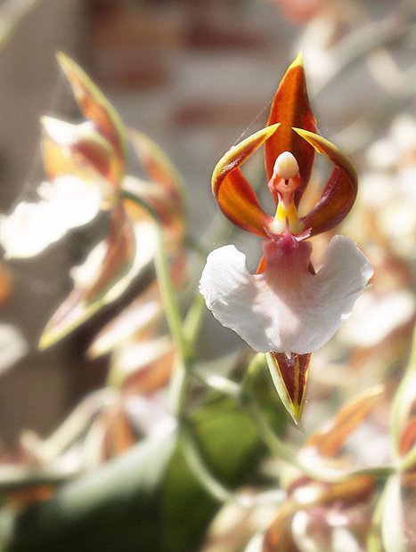 Орхидея, которая выглядит, как балерина (467x620, 217Kb)