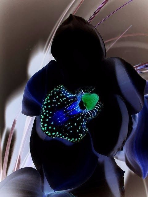 Черная орхидея (480x640, 186Kb)