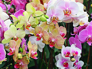 phalaenopsis0 (300x225, 35Kb)