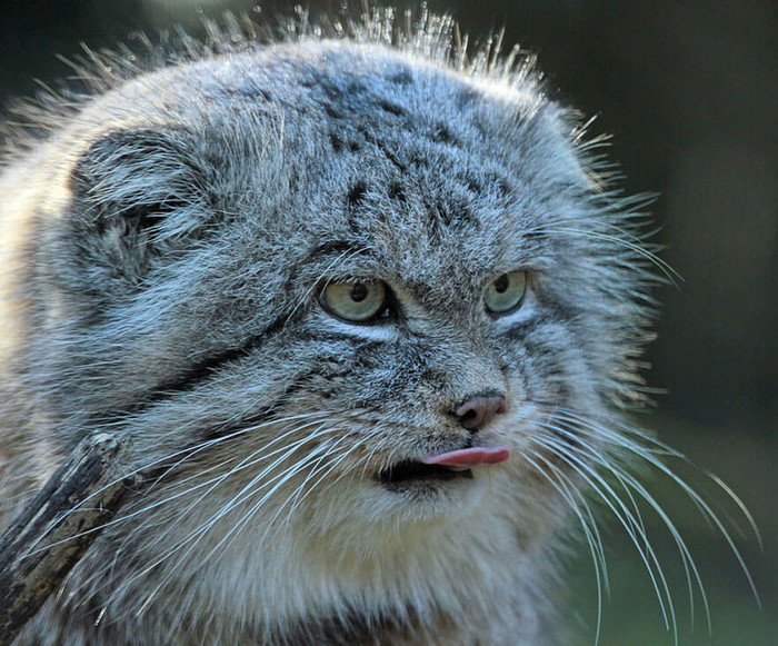 /3085196_cat_manul_24 (700x581, 170Kb)