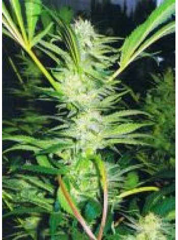 3201191_konoplya (350x470, 59Kb)