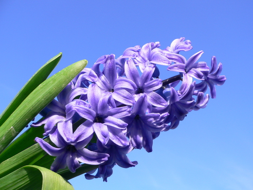 Hyacinth-01 (520x390, 189Kb)