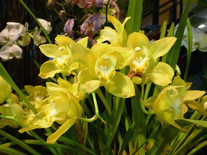 Желтые орхидеи (700x525, 438Kb)