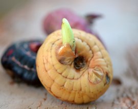 images-cms-image-000015322 (270x213, 10Kb)