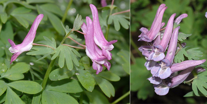 016_image030 (700x350, 296Kb)