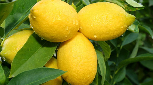 лимоны 1 (620x345, 190Kb)