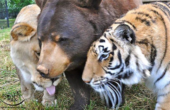 Невероятная история дружбы льва, тигра и медведя