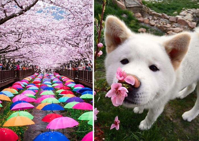 16 волшебных фотографий весеннего цветения в Японии от National Geografic