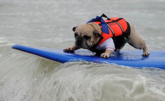 Конкуренция на Хантингтон-Бич во время Surf City Surf Dog, Калифорния, 19 сентября 2010 года.