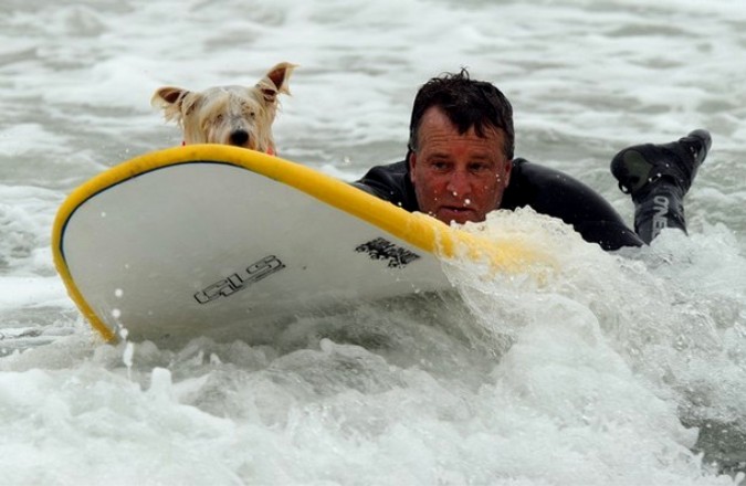 Конкуренция на Хантингтон-Бич во время Surf City Surf Dog, Калифорния, 19 сентября 2010 года.