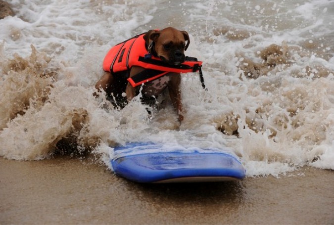 Конкуренция на Хантингтон-Бич во время Surf City Surf Dog, Калифорния, 19 сентября 2010 года.