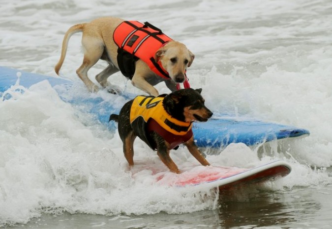 Конкуренция на Хантингтон-Бич во время Surf City Surf Dog, Калифорния, 19 сентября 2010 года.