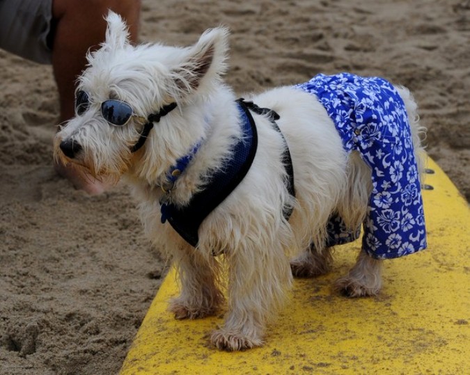 Конкуренция на Хантингтон-Бич во время Surf City Surf Dog, Калифорния, 19 сентября 2010 года.