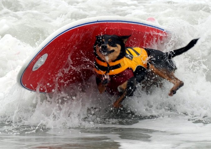 Конкуренция на Хантингтон-Бич во время Surf City Surf Dog, Калифорния, 19 сентября 2010 года.