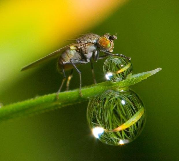 Лауреаты CIWEM экологического фотографа 2010 года (CIWEM Environmental Photographer of the Year 2010)