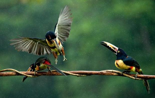 Лауреаты CIWEM экологического фотографа 2010 года (CIWEM Environmental Photographer of the Year 2010)