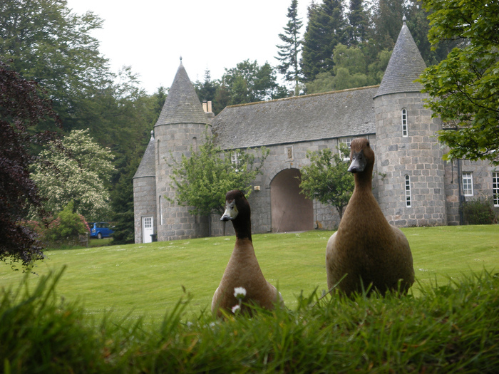 Замок Фрейзер (Castle Fraser) 93723