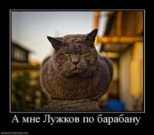 (300x264, 12Kb)
