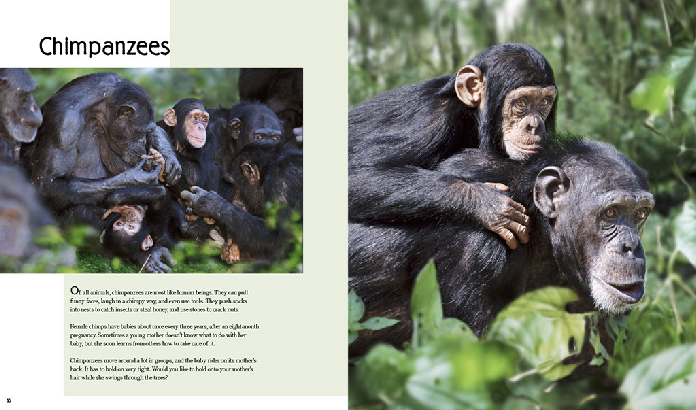 "Мои любимые семьи животных" ("My favourite animal families") от всемирно известного фотографа-анималиста Стива Блума (Steve Bloom)