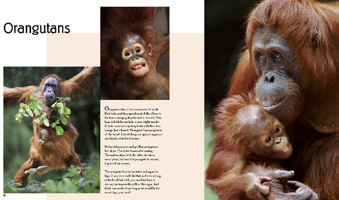 "Мои любимые семьи животных" ("My favourite animal families") от всемирно известного фотографа-анималиста Стива Блума (Steve Bloom)