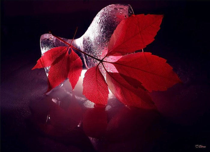 Осенний калейдоскоп!!! Фото работы Татьяны Образ. (699x506, 61Kb)