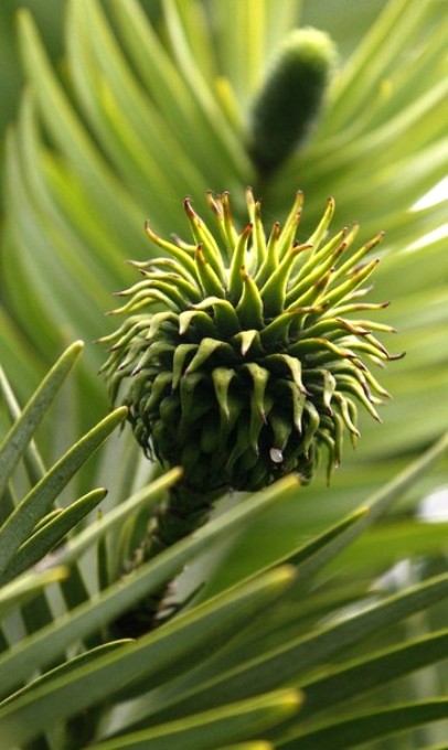 В новом крыле гербария в Кью Гарден (Kew Gardens), Лондон, 28 сентября 2010 года.