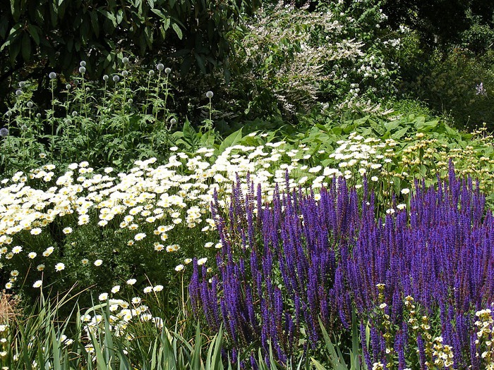 Nymans Gardens 46966