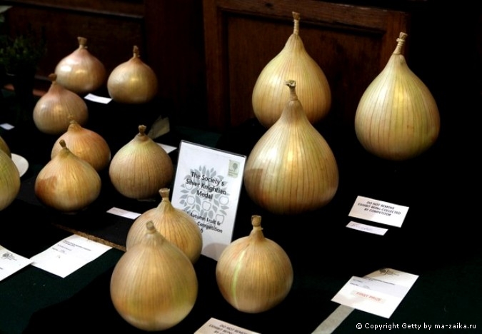 Лондонский осенний урожай королевского садоводческого общества (Royal Horticultural Society) в Лондоне, Англия, 6 октября 2010 года.