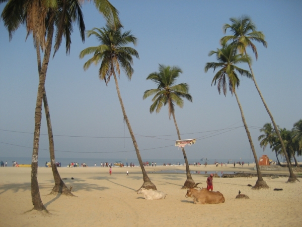 Goa (600x450, 188 Kb)