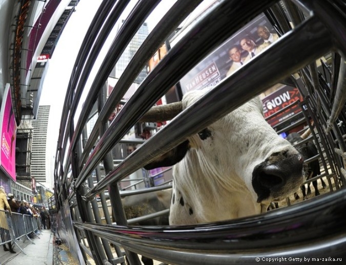 Профессиональные Bull Riders (PBR) на Таймс-сквер в Нью-Йорке, 15 октября 2010 года.