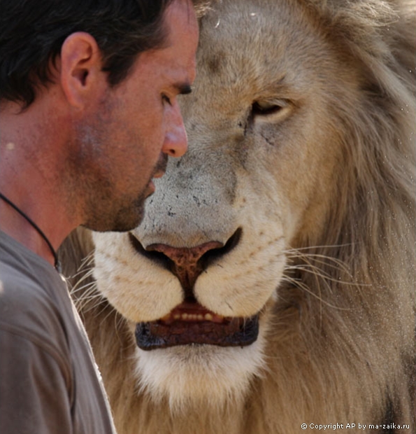 Кевин Ричардсон играет с белыми львами
