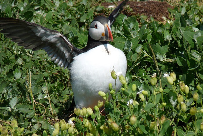 Farne Islands 82244