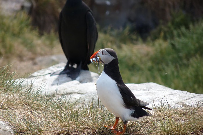 Farne Islands 60617