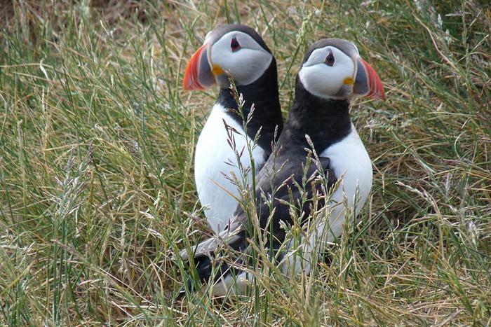 Farne Islands 60190