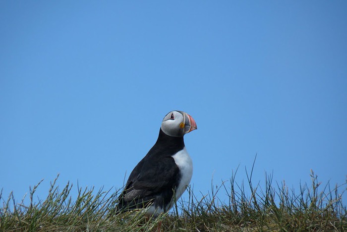 Farne Islands 96117