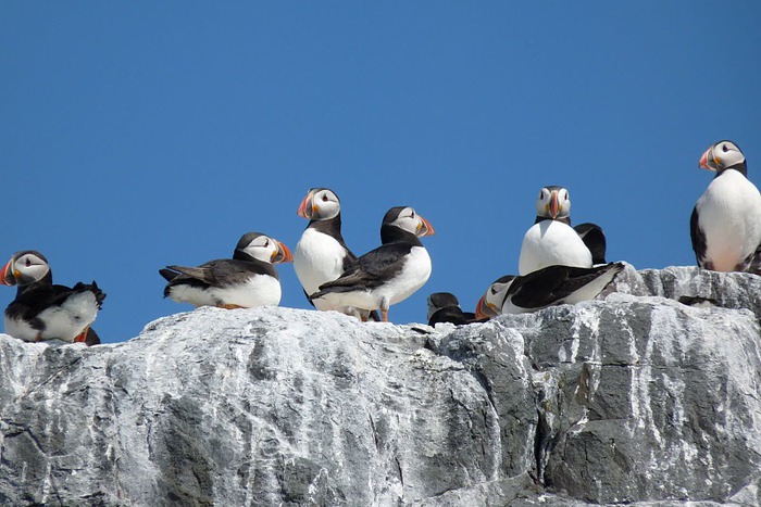 Farne Islands 10963