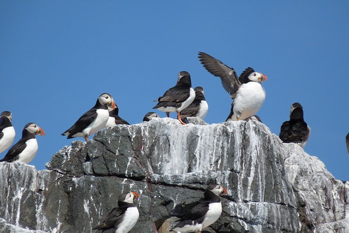 Farne Islands 77781