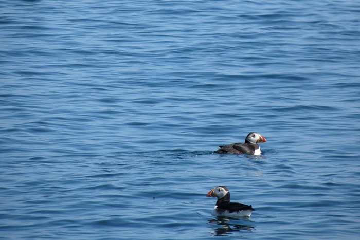 Farne Islands 85458