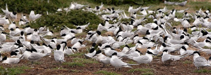 Farne Islands 14921