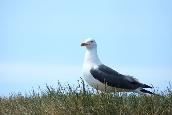 Farne Islands 96536