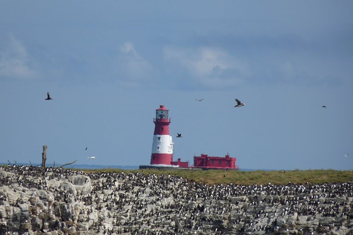 Farne Islands 79662