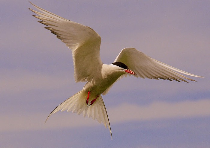 Farne Islands 54228