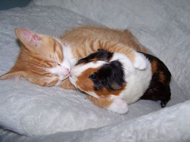 (640x480, 39Kb)